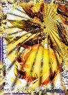  -｜FFL2(秘)/FFL5 SE 終焉の禁断 ドルマゲドンX(左)(禁断文字) 