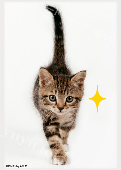 ブロッコリーキャラクタースリーブ・ミニ 猫 「キラリ」 | 販売 | サプライ