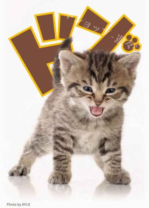 ブロッコリーキャラクタースリーブ 「子猫」 | 販売 | サプライ