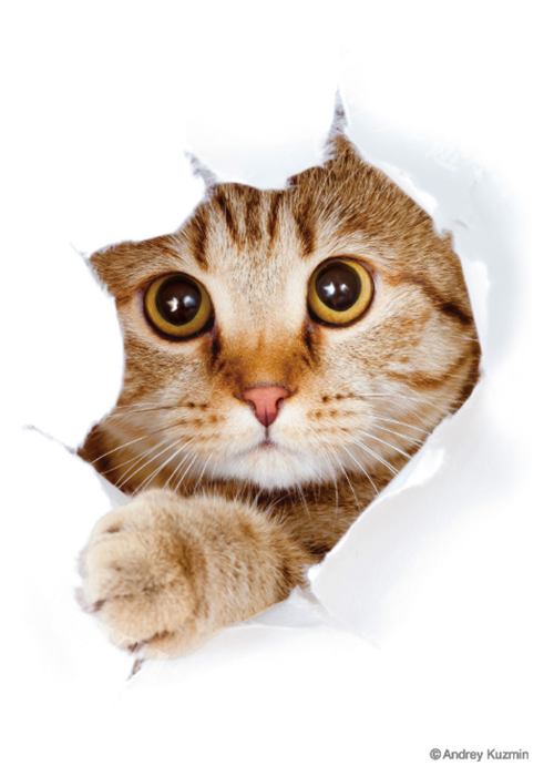 ブロッコリーキャラクタースリーブ・ミニ 猫 「呼んだ？」 | 販売 | サプライ