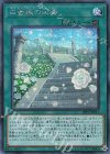  20PP-JP011 SE 白薔薇の回廊 