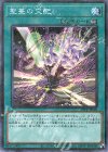  21PP-JP020 P-N 聖蔓の交配 