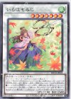  BACH-JP042 N いろはもみじ 