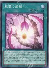  BODE-JP065 N 聖蔓の播種 