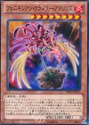 DE03-JP115 N フェニキシアン・クラスター・アマリリス
