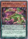  DIFO-JP018 N 捕食植物ブフォリキュラ 