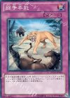  DREV-JP064 N 闘争本能 