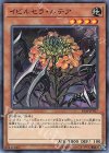 IGAS-JP027 N イビルセラ・ルテア