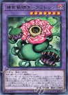  LVP3-JP072 R 捕食植物キメラフレシア 