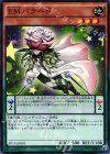  PP19-JP001 N EMバラード 