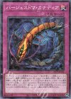 24EP-JP116 P-N バージェストマ・カナディア
