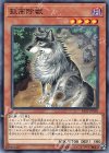  SAST-JP030 NR 孤高除獣 