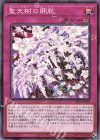  SLT1-JP039 N 聖天樹の開花 