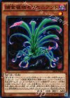  SPFE-JP001 N 捕食植物セラセニアント 