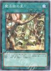  SSB1-JP036 P-N 魔法族の里 